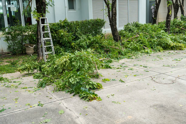 How Our Tree Care Process Works  in Zumbrota, MN